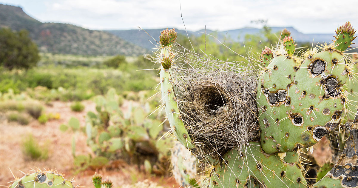 The globular nest of a Cactus Wren has a roof to shade chicks from the glaring sun.