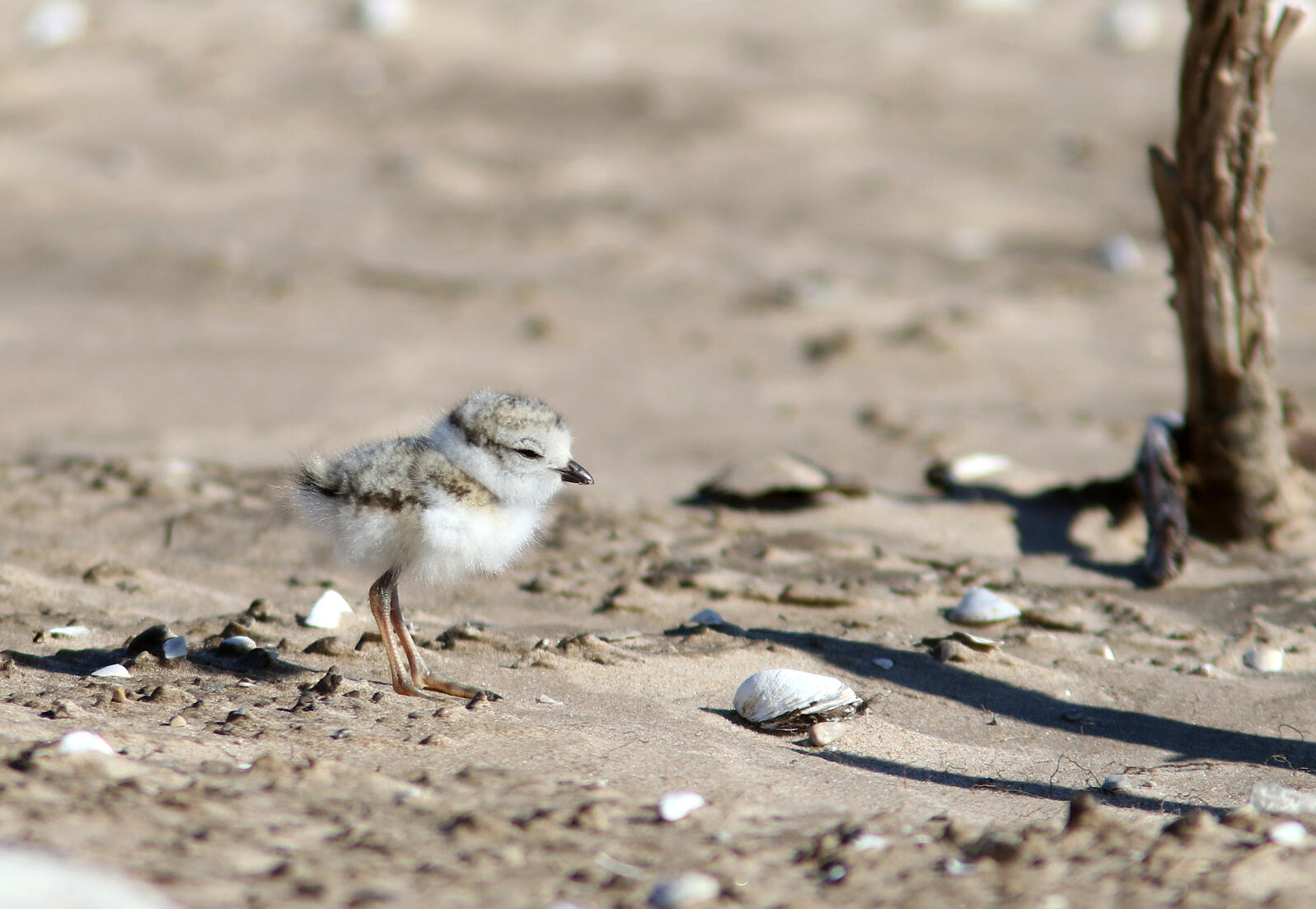 Great Lakes Piping Plover chick in Green Bay Photo: Tom Prestby/Audubon Great Lakes