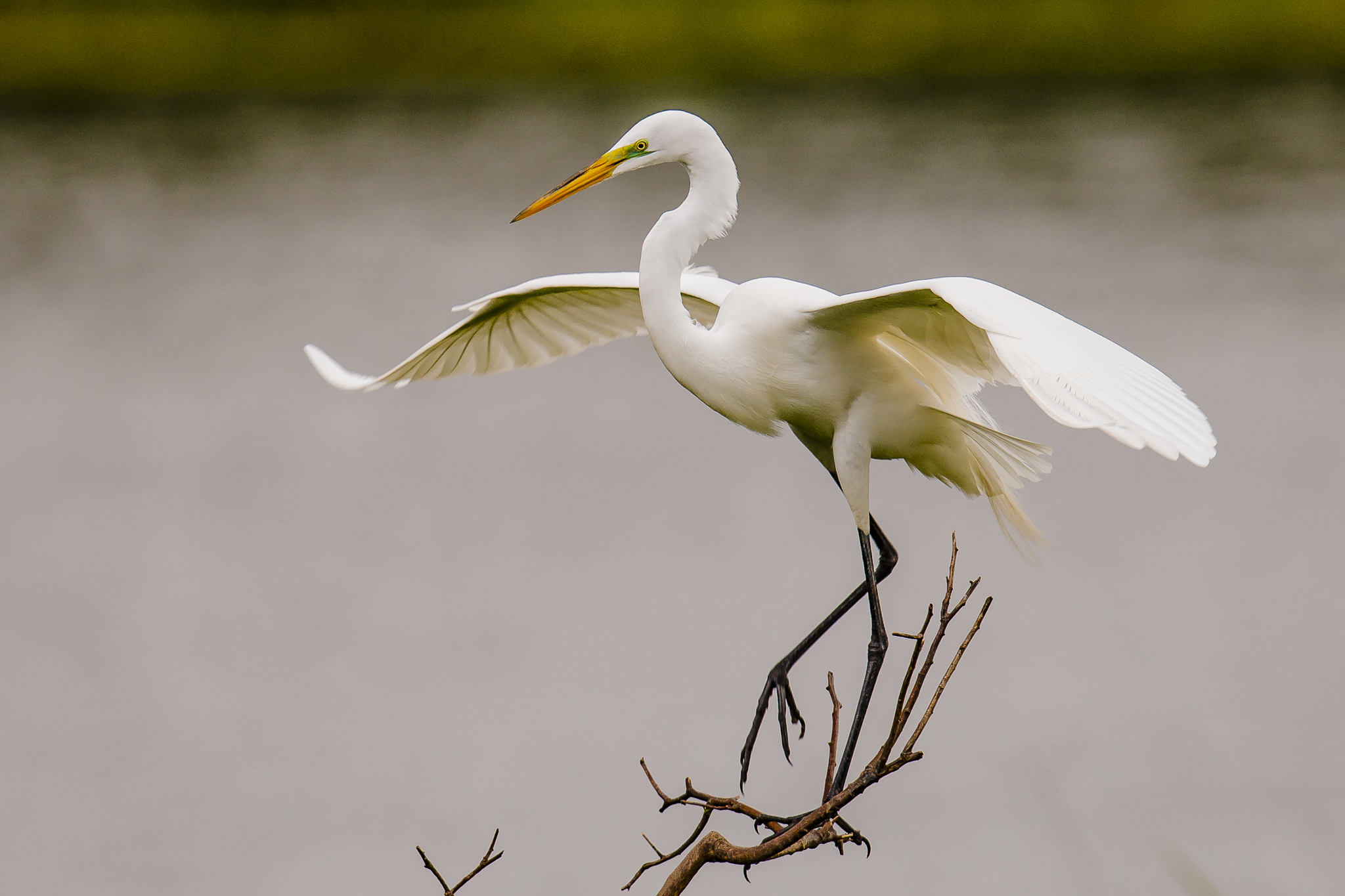 Great Egret balancing on a branch with wings outstretched.