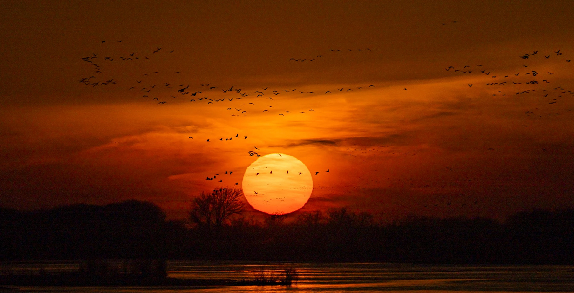 Flocks of Sandhill Cranes at sunset at Rowe Sanctuary.