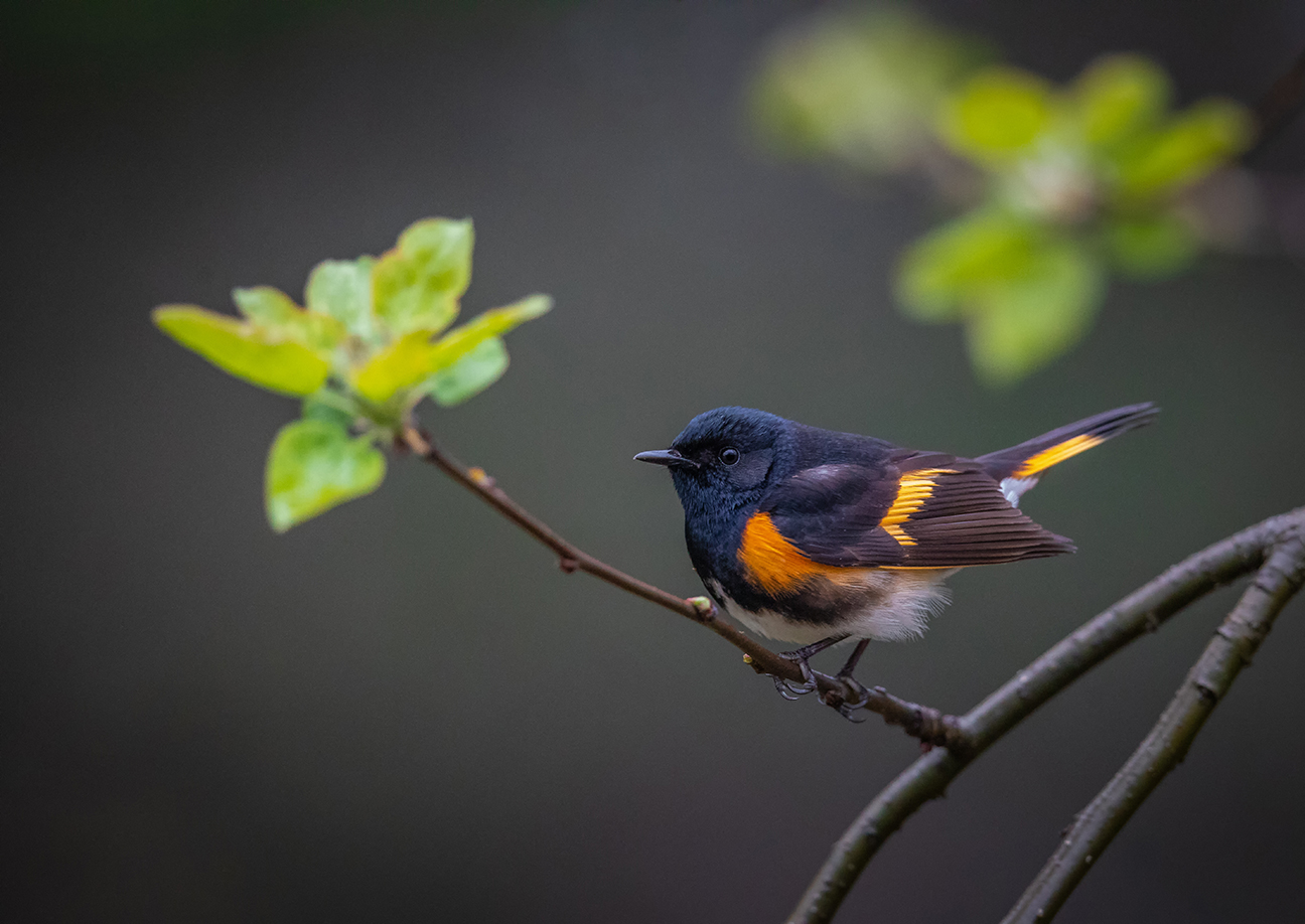 A black and orange bird perched in a tree