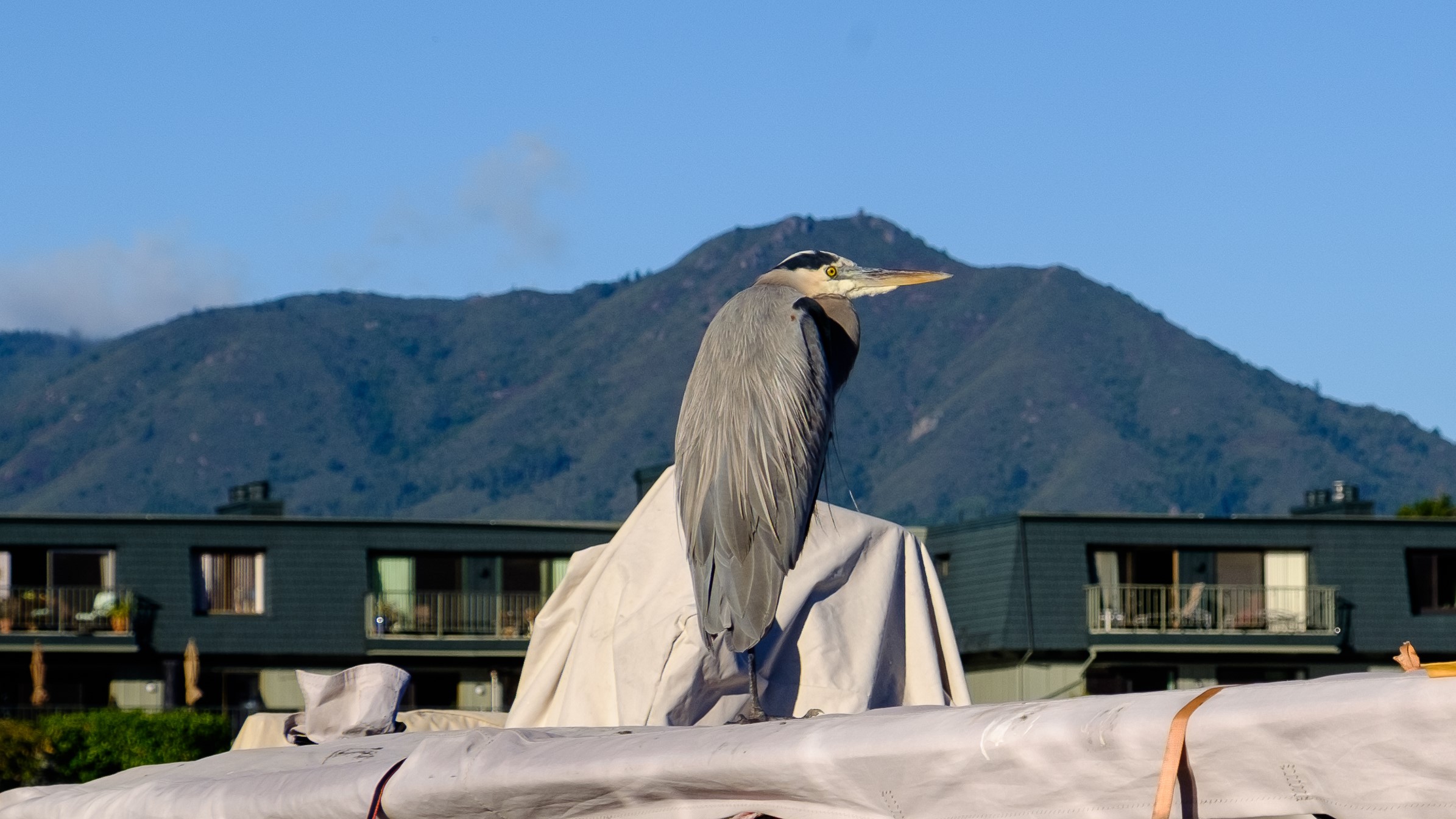 Great Blue Heron with Mount Tam in the background