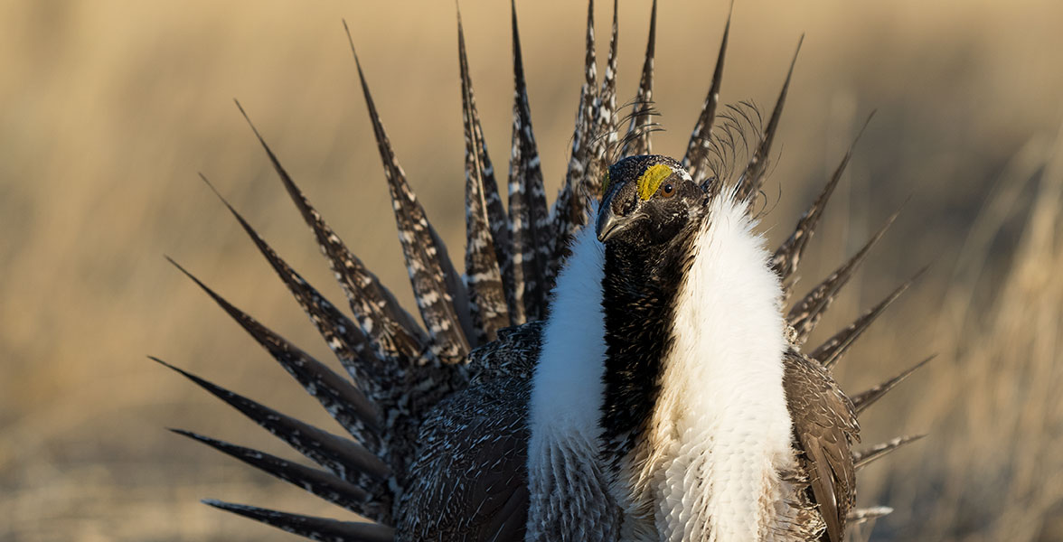 A Greater Sage-Grouse displays.