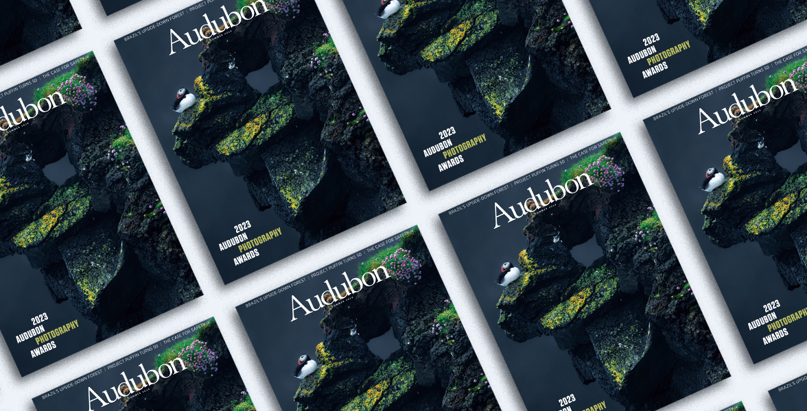 Atlantic Puffin, Summer 2023 Audubon Magazine.