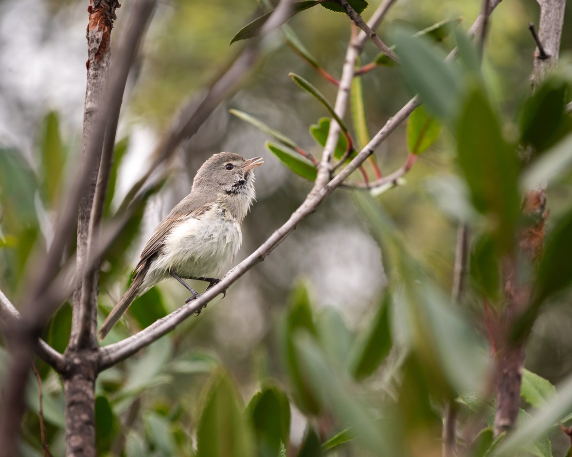Least Bell's Vireo, a mostly gray songbird singing from his perch at Rio de Los Angeles State Park