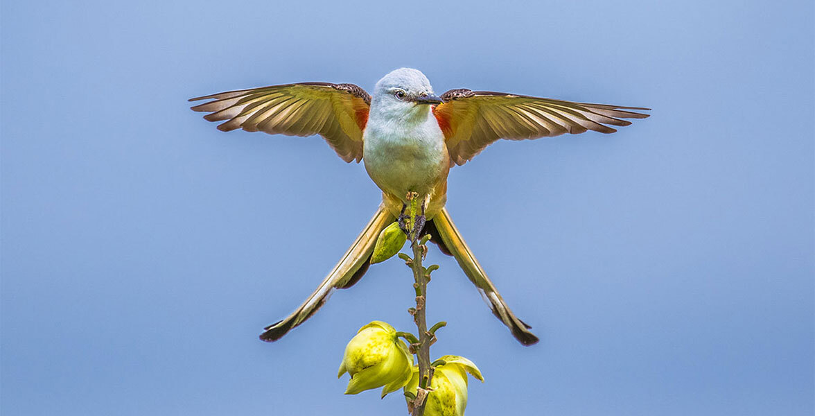Photo of a Scissor-tailed Flycatcher with wings and tailfeathers outspread.
