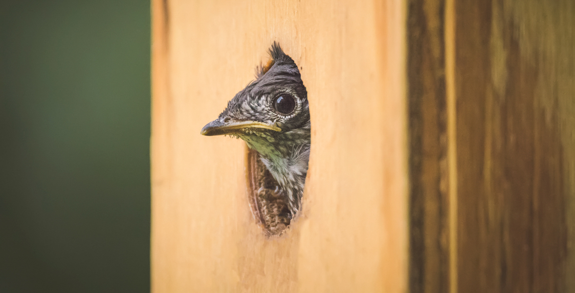 An Eastern Bluebird peeks out of a birdhouse.