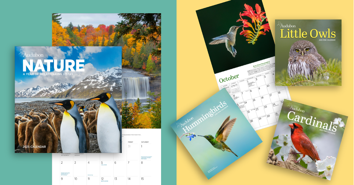 Audubon calendars.