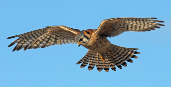 A photo of an American Kestrel hovering in flight. Credit: Will Sooter/Audubon Photography Awards