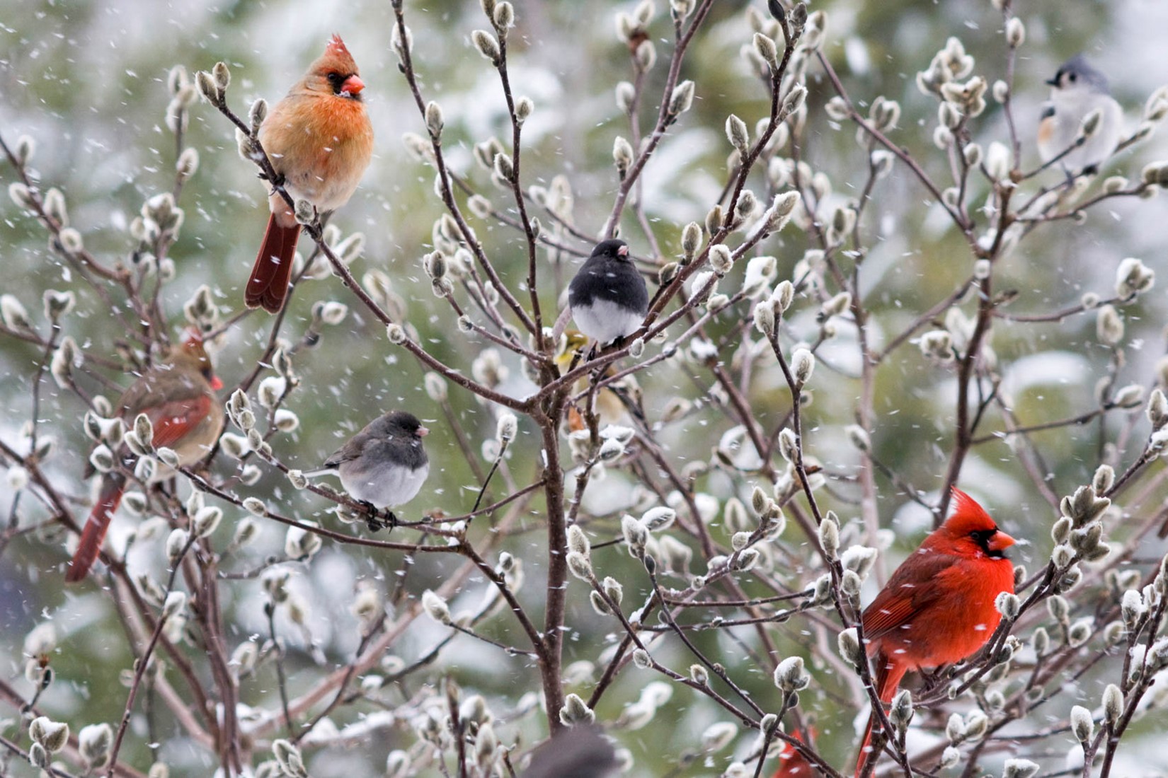 A group of Northern Cardinals and Dark-eyed Juncos perch in a soft-looking tree amid a snow flurry.