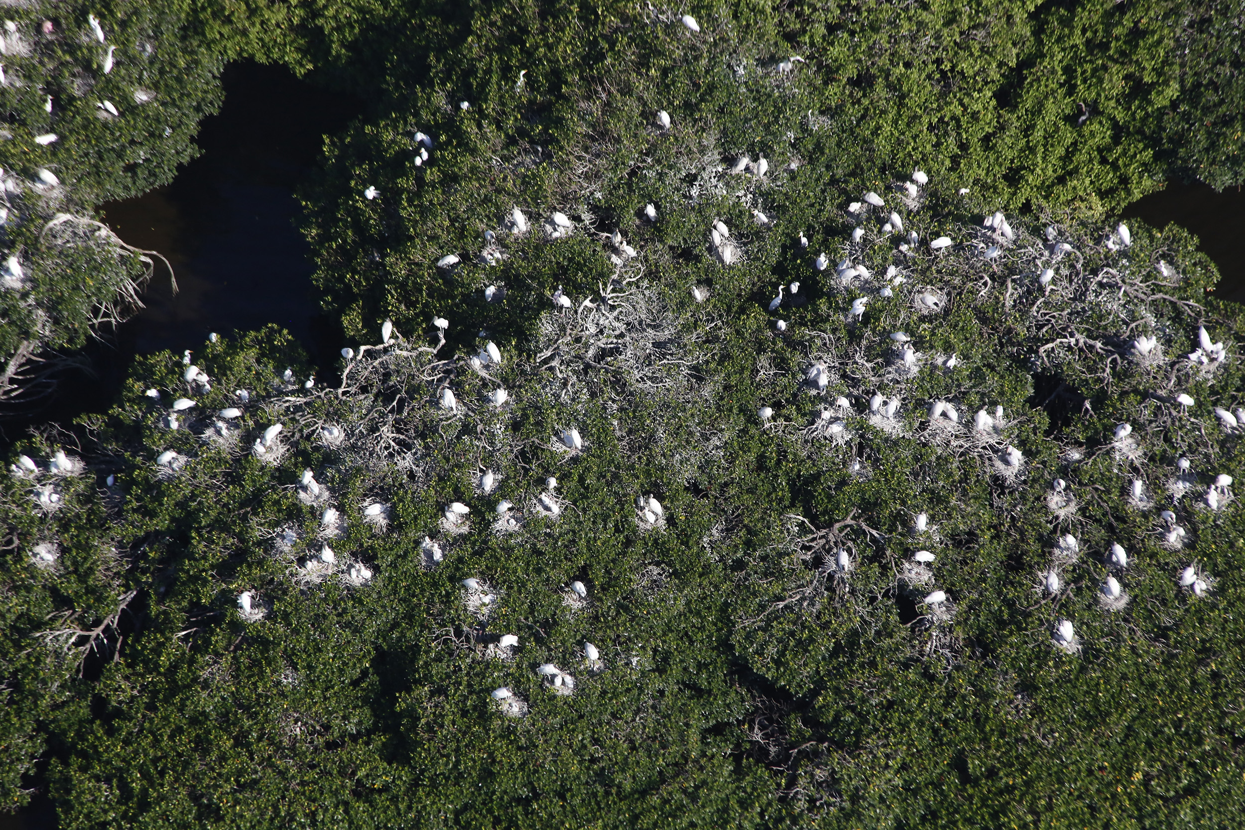 aerial view of Wood Stork nests.