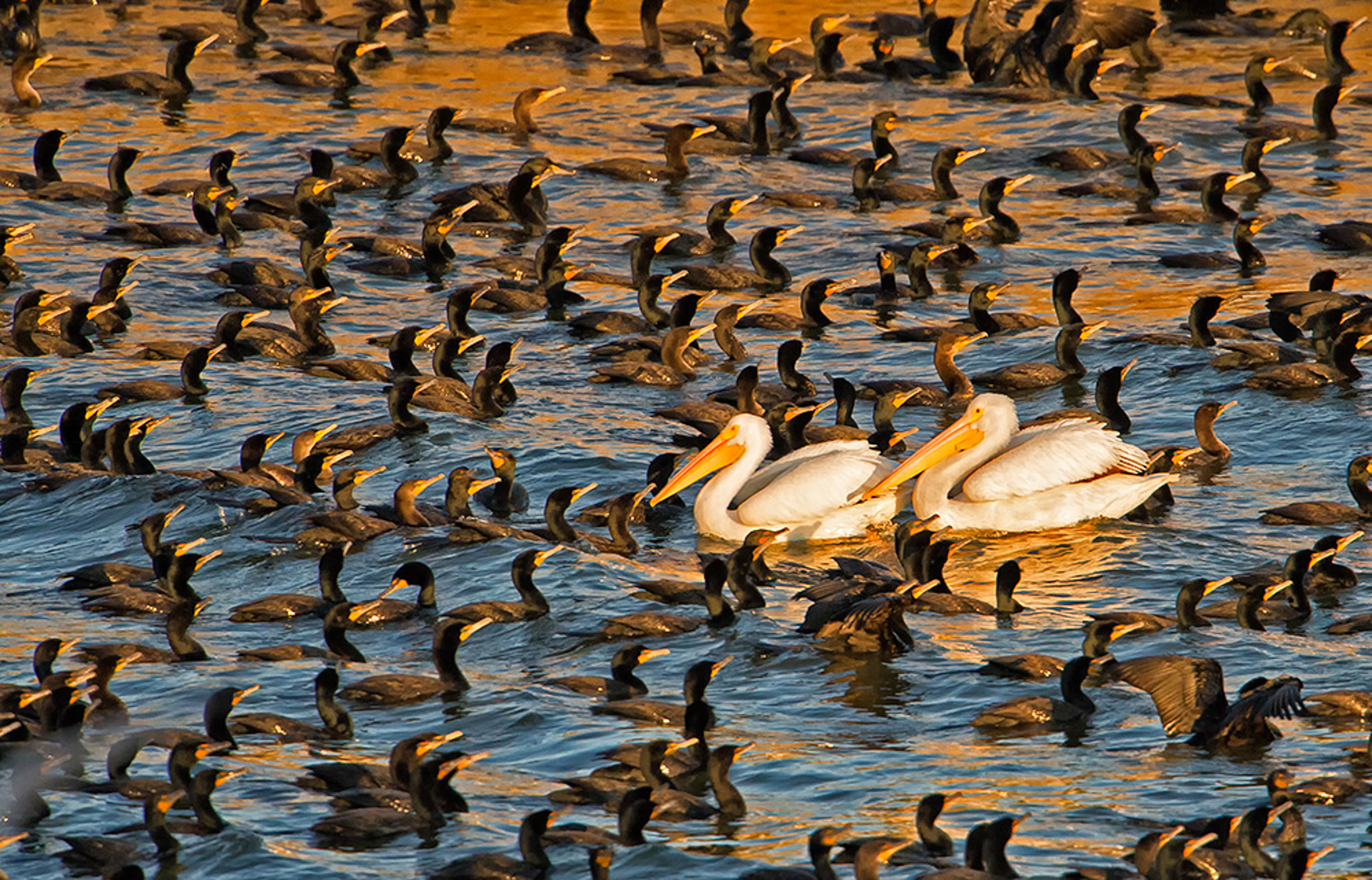 A pair of White Pelicans surrounded by a flock of cormorants.
