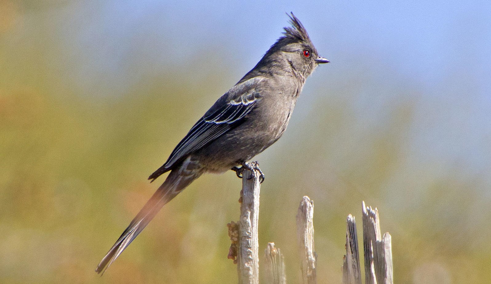 A Phainopepla perches on a piece of wood and stares at something with its piercing red eyes. 