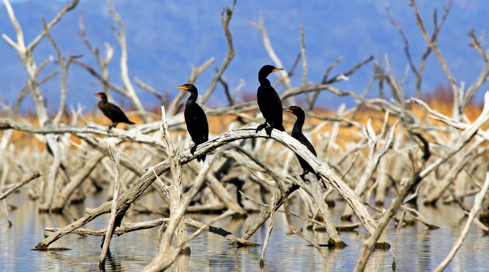 A group of Double-crested Cormorants are perched on branches arching out of the water.