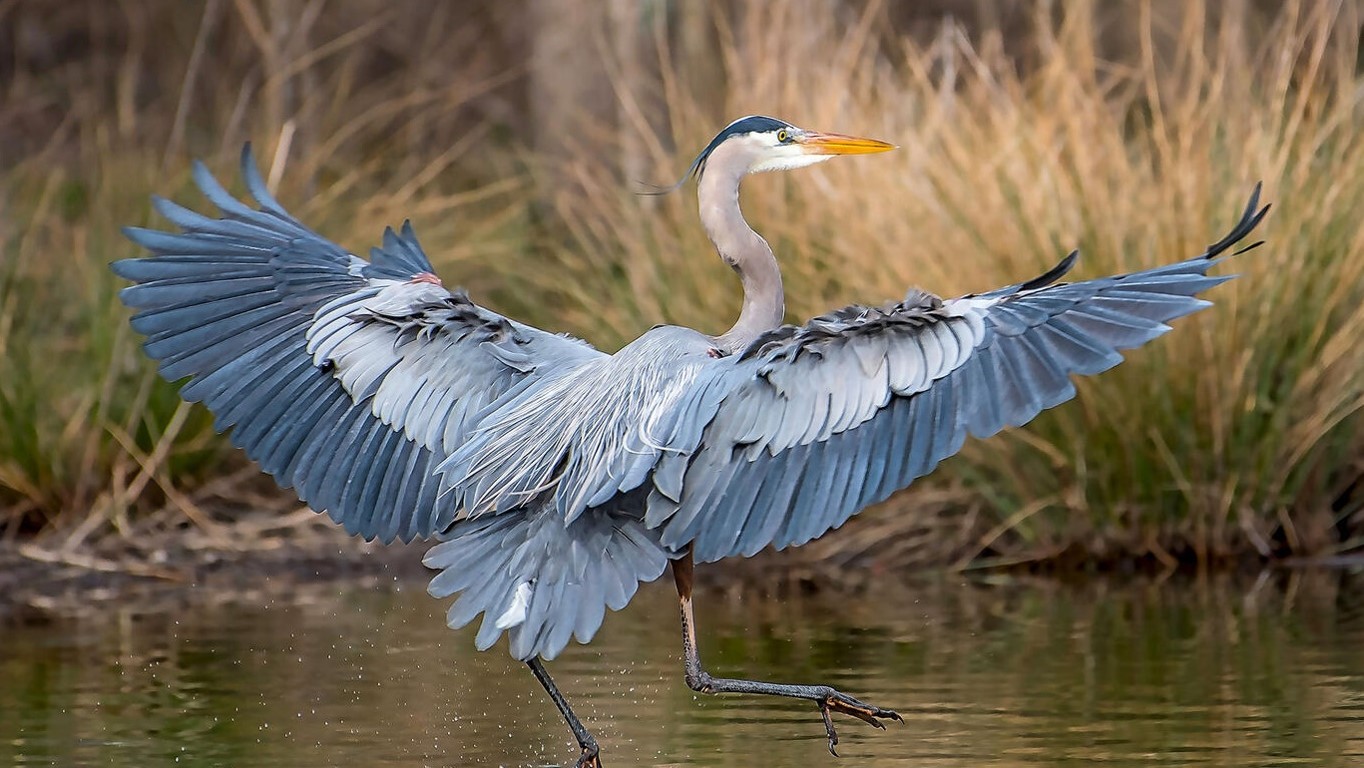 A Great Blue Heron hovers over shallow water with its wings splayed out, water droplets flying up from its feet.