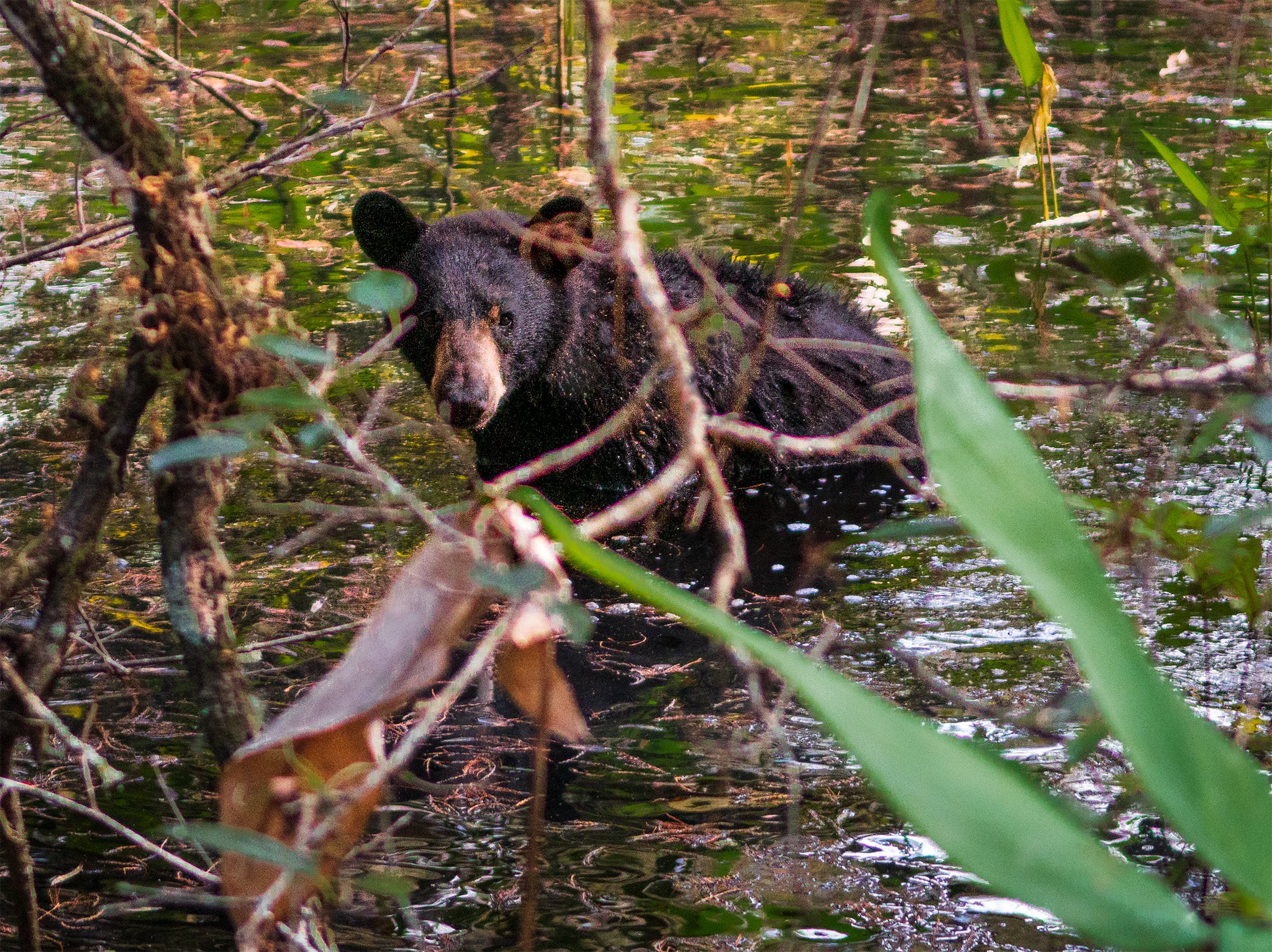 A bear in the swamp.