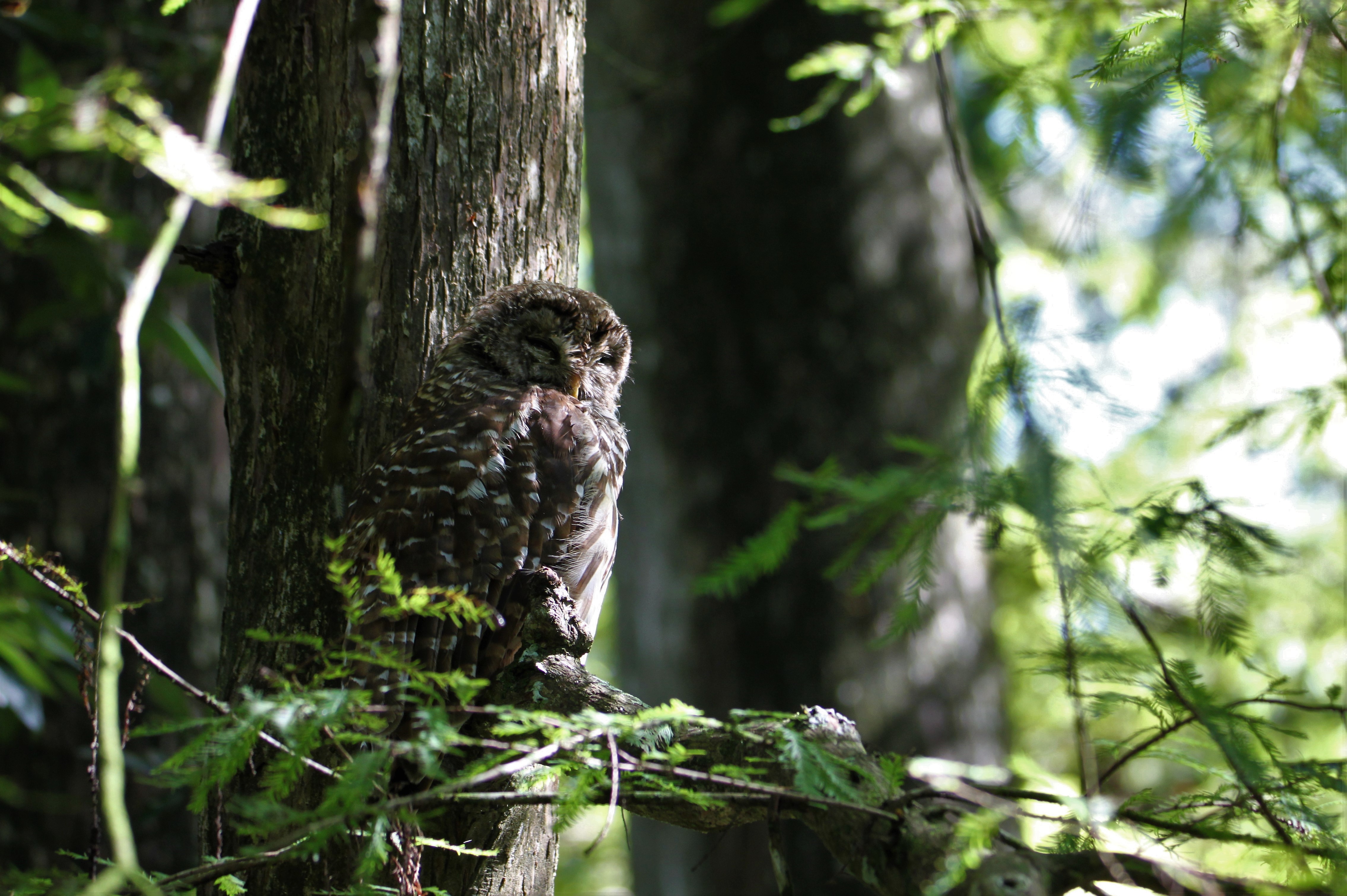 A barred owl in a tree