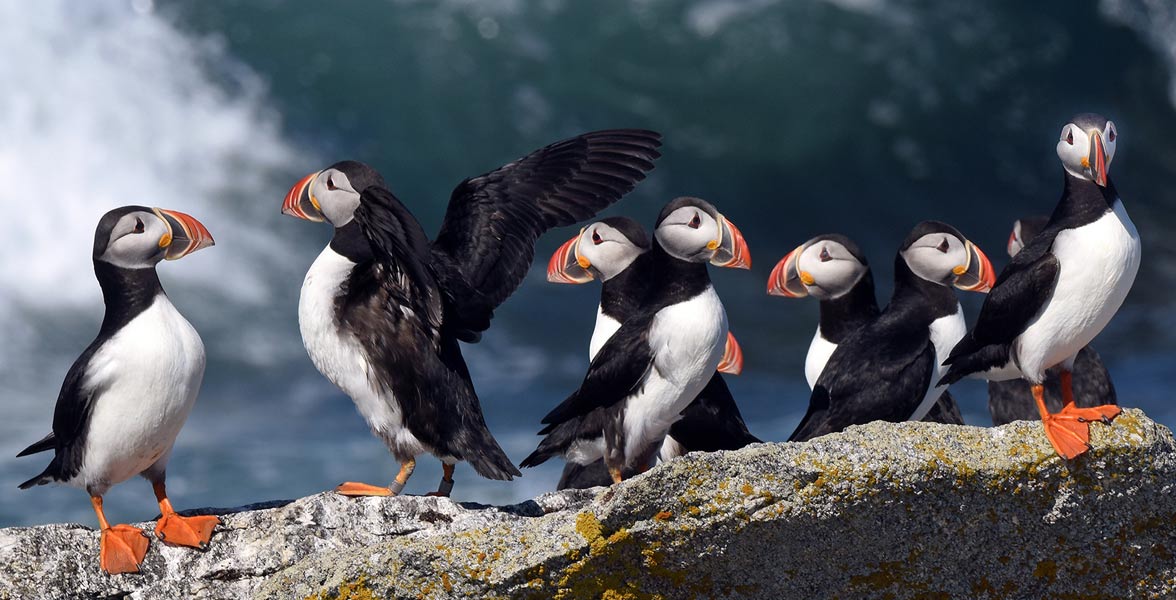 Photo of a group of Atlantic Puffins standing on a rock.