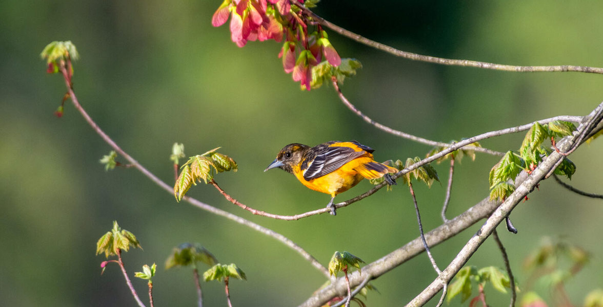 Baltimore Oriole perched on a budding tree branch.