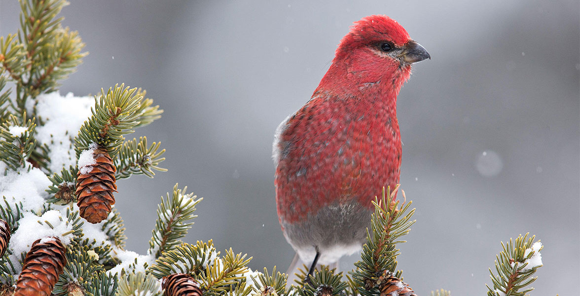 Pine Grosbeak.