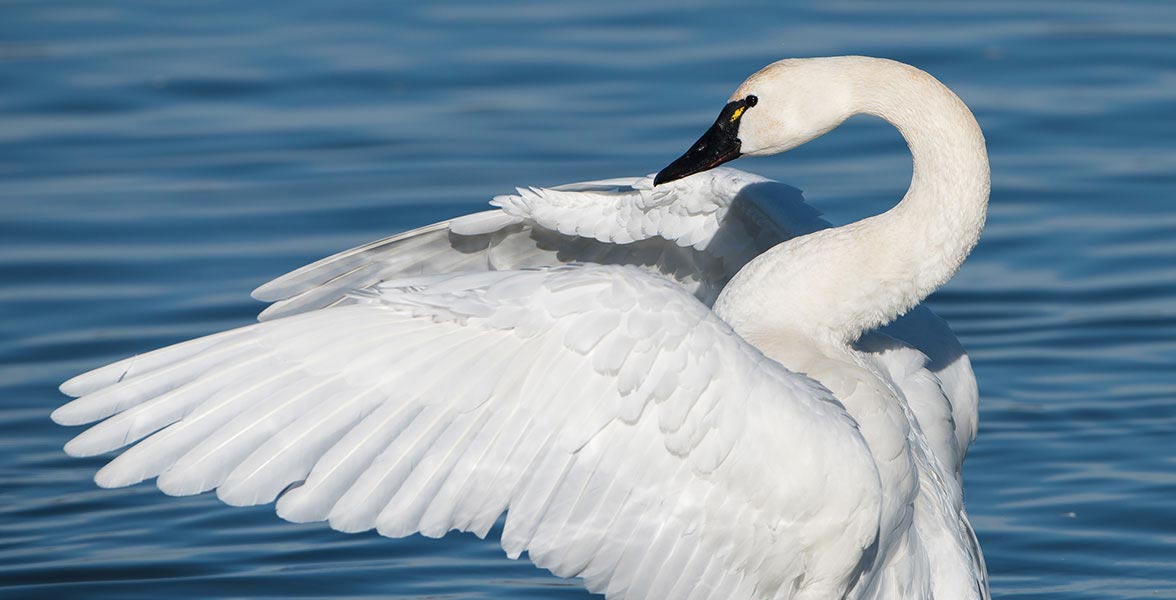 Tundra Swan.