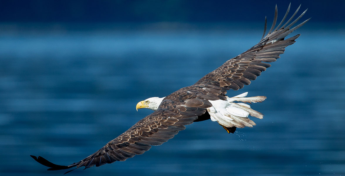 A Bald Eagle with wings outstretched flies over a deep blue body of water