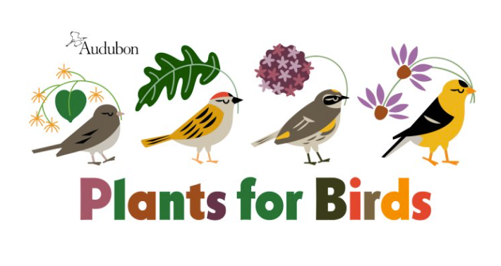 Plants for Birds