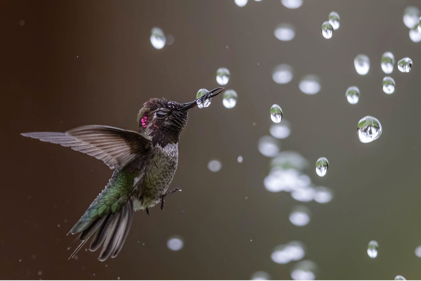 Anna's Hummingbird