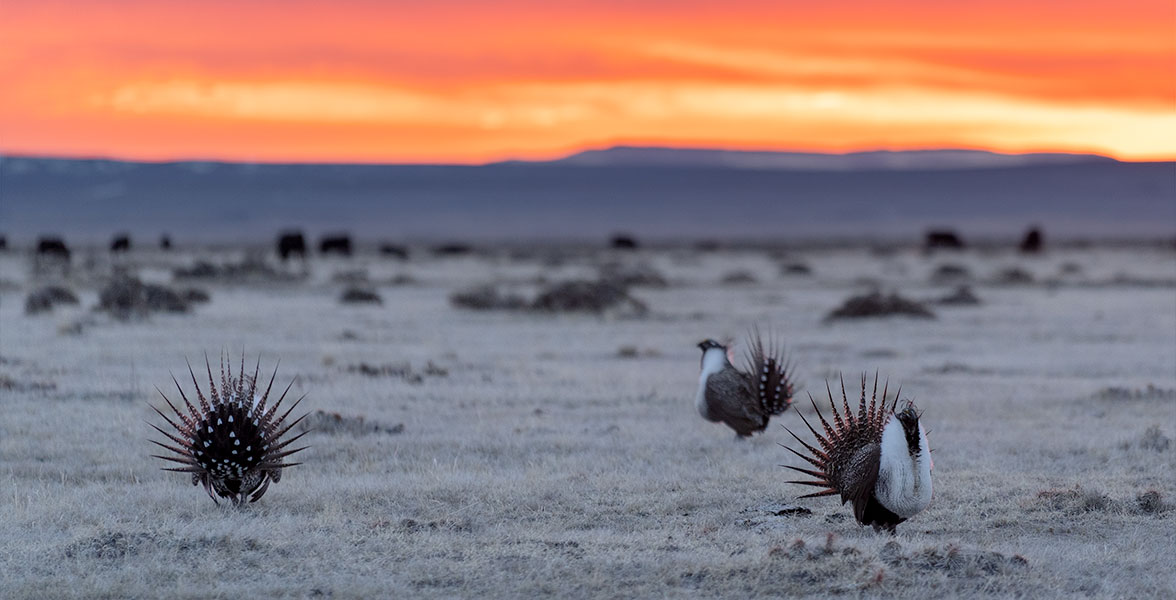 Greater Sage-Grouse display at sunrise.