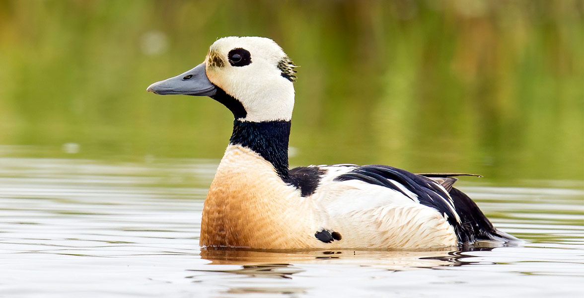 Steller's Eider. 