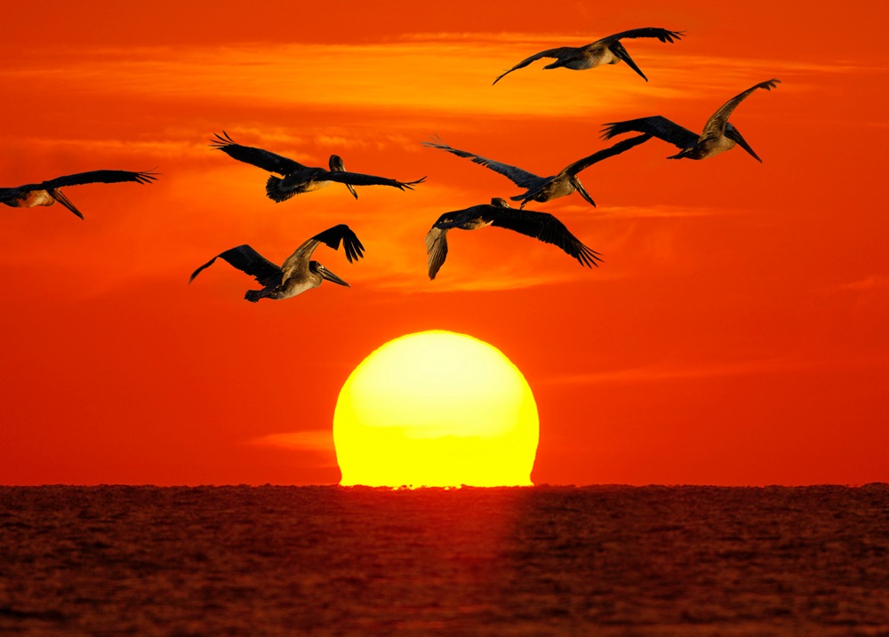 Birds at the beach at sunset
