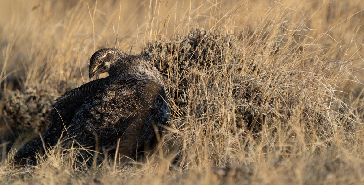 A stocky brown bird sits in dry grass next to a small shrub.