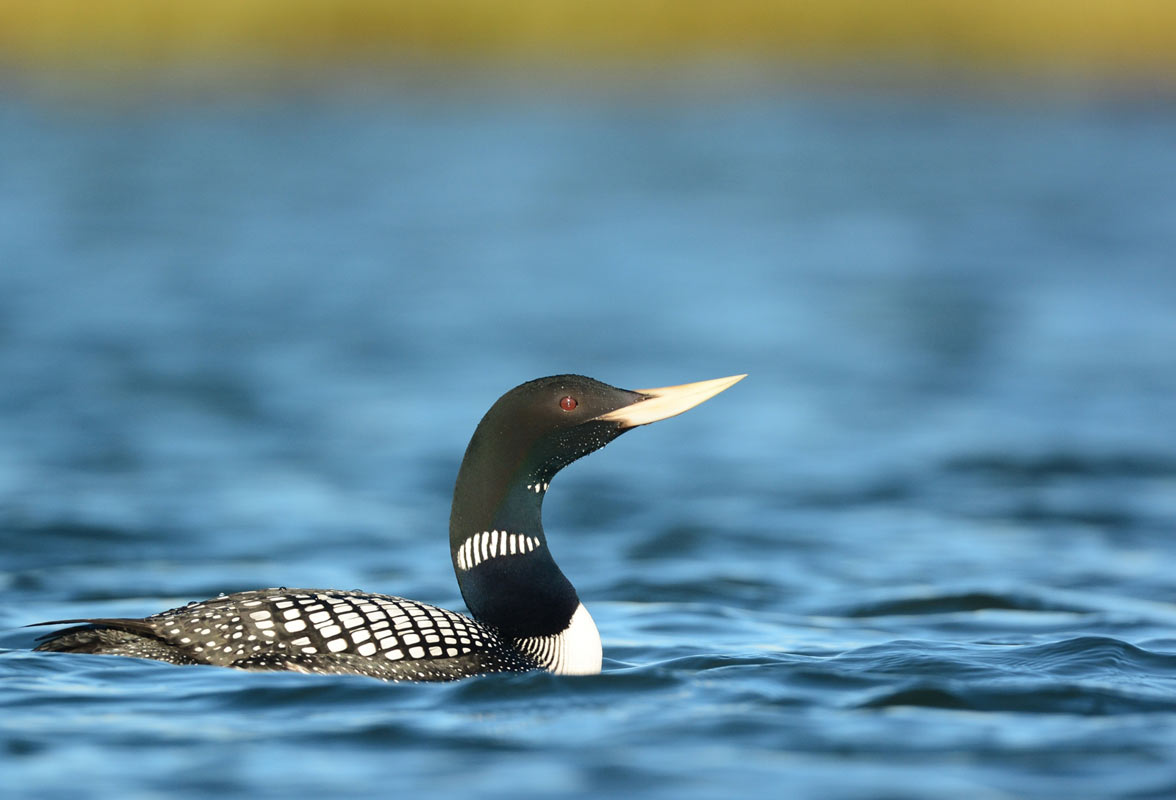 Yellow-billed Loon. Photo: Ryan Askren/USGS