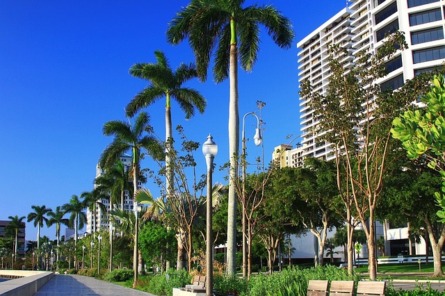 Palm trees line a Florida street