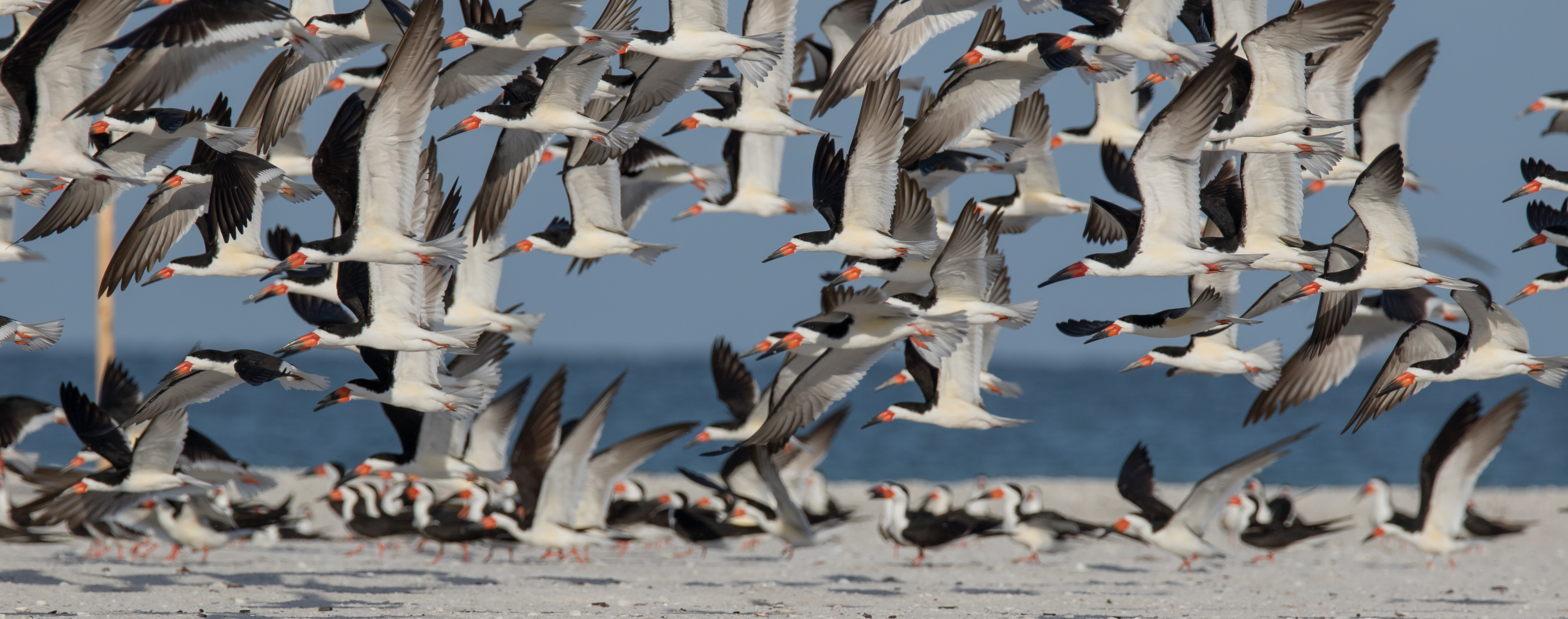 A flock of seabirds in flight