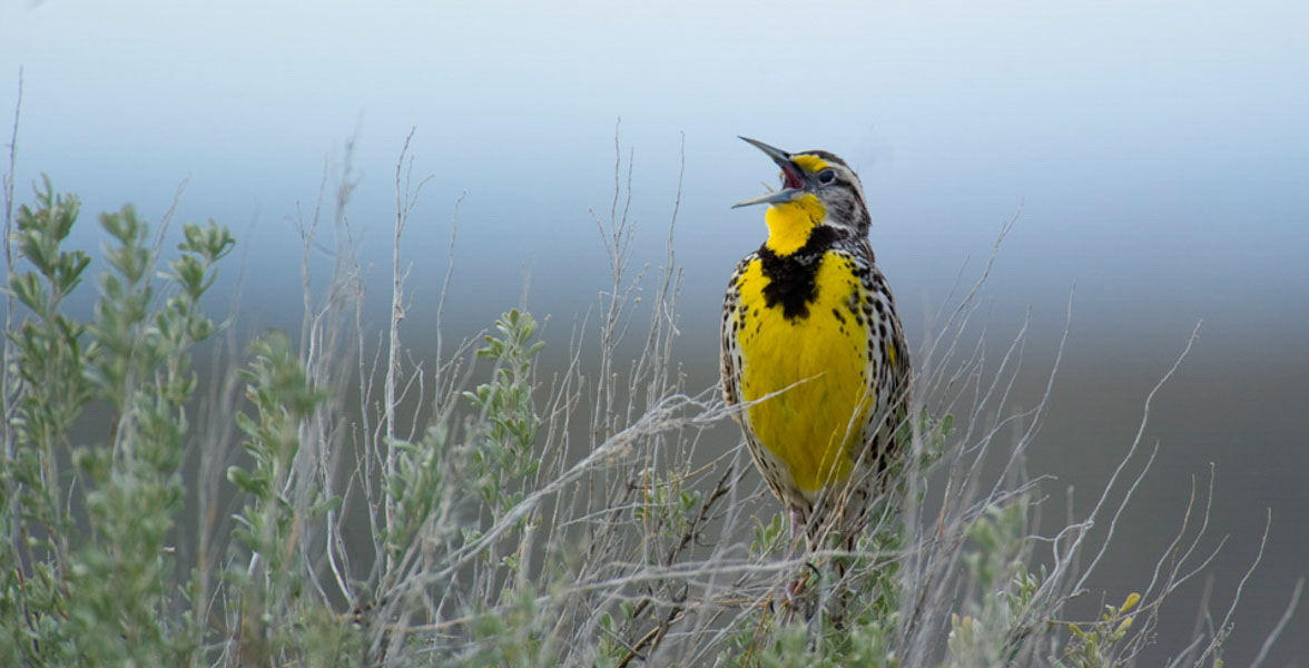 A yellow, black, and brown bird sings from the top of a shrub.