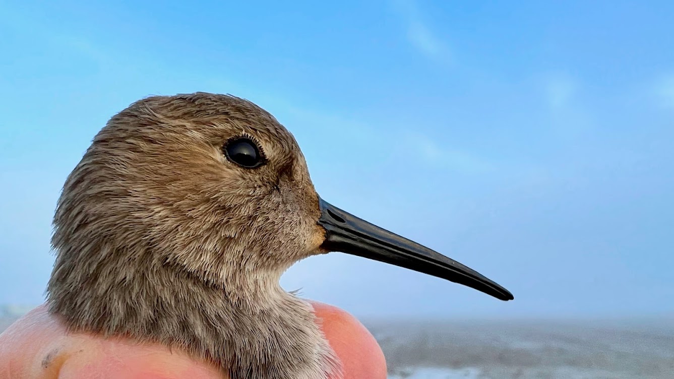 shorebirds