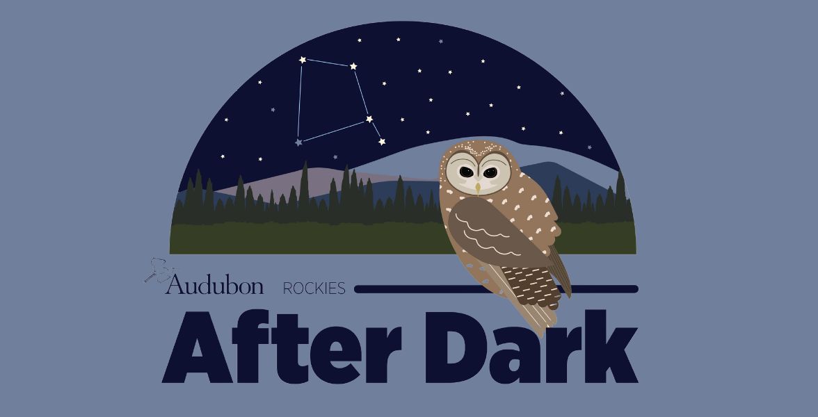 An illustration of a Mexican Spotted Owl under a starry sky. Text below the illustration reads “Audubon Rockies After Dark.”
