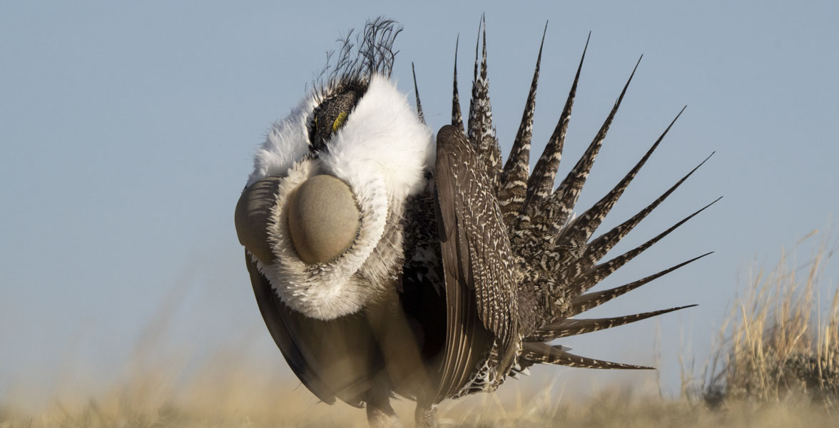 A male Greater Sage-Grouse performing a mating display.