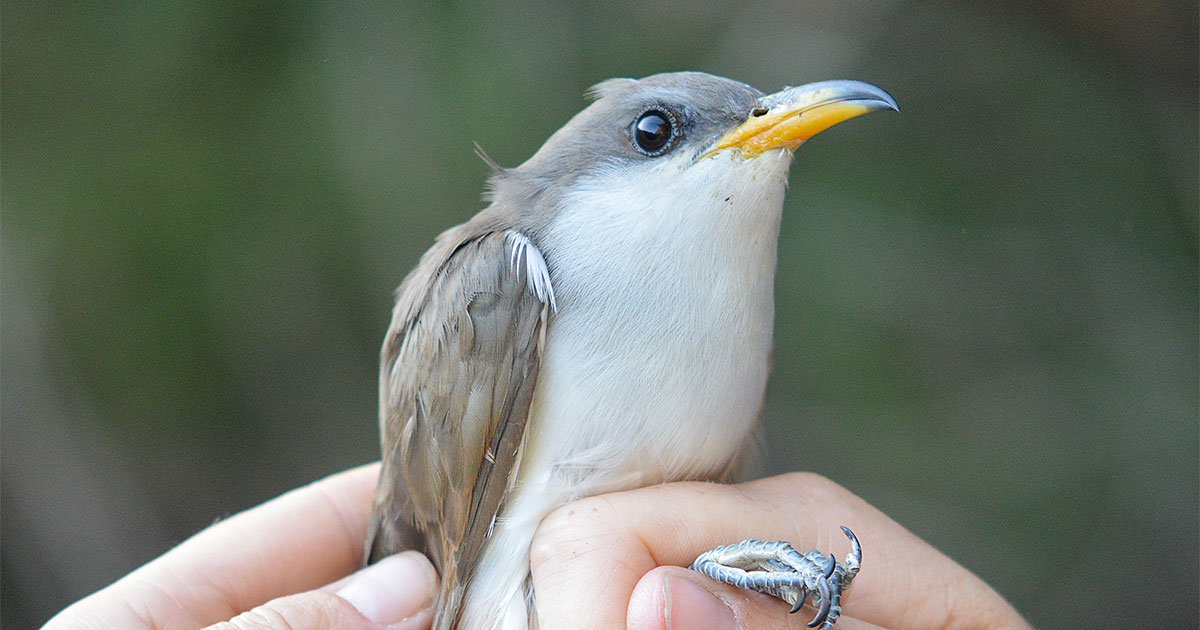 Hummus the Western Yellow-billed Cuckoo.