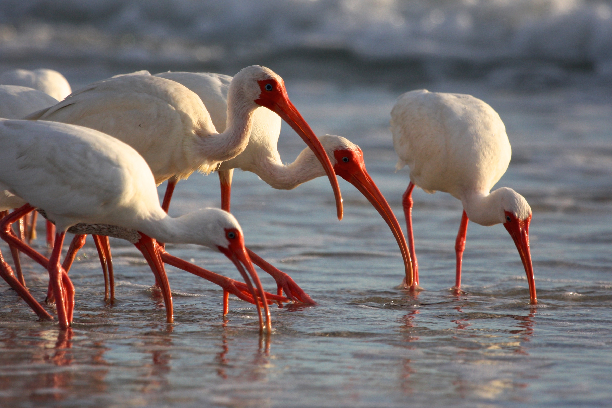 White ibises feeding along a beach.