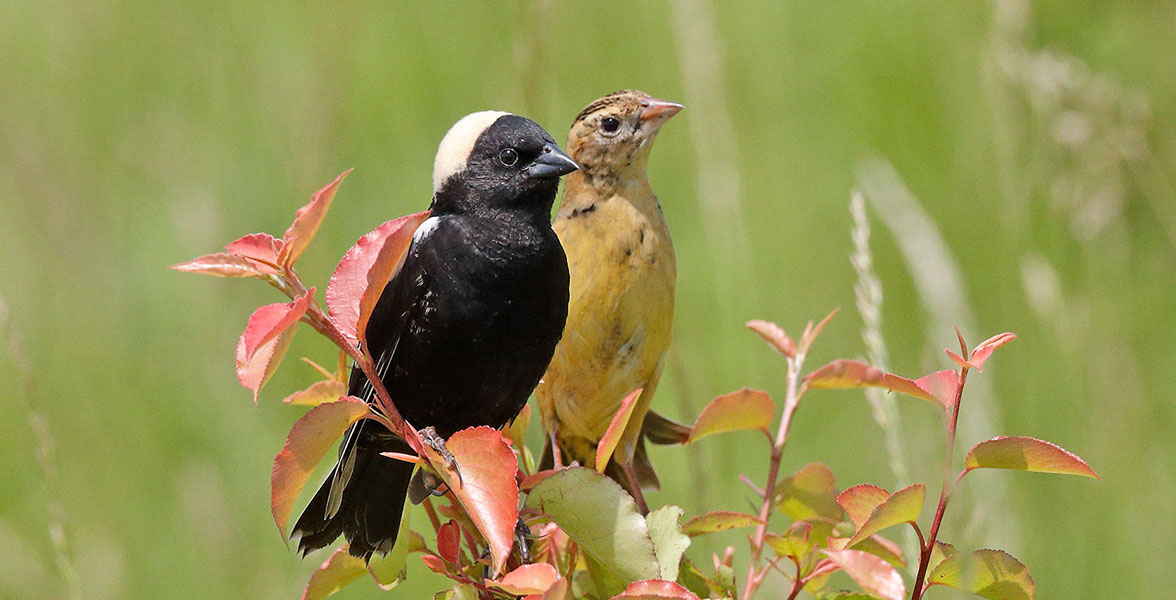Bobolink male and female perch together, male is black with white cap and female is light brown-yellow