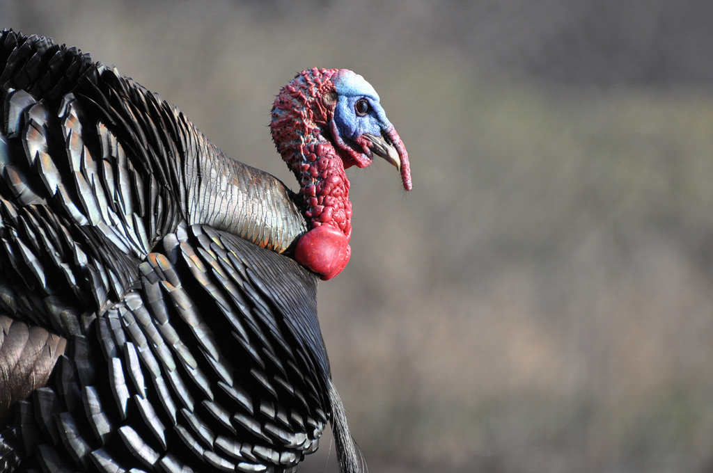 Wild Turkey. Photo: Jeff Reiter/Audubon Photography Awards