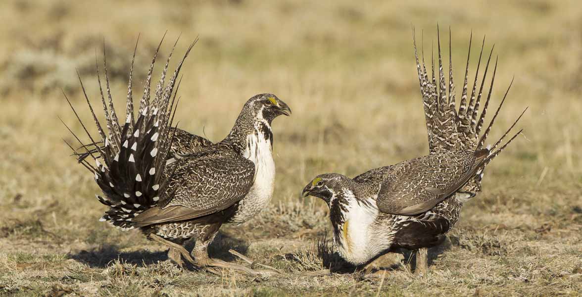  Two Greater Sage-Grouse fight.