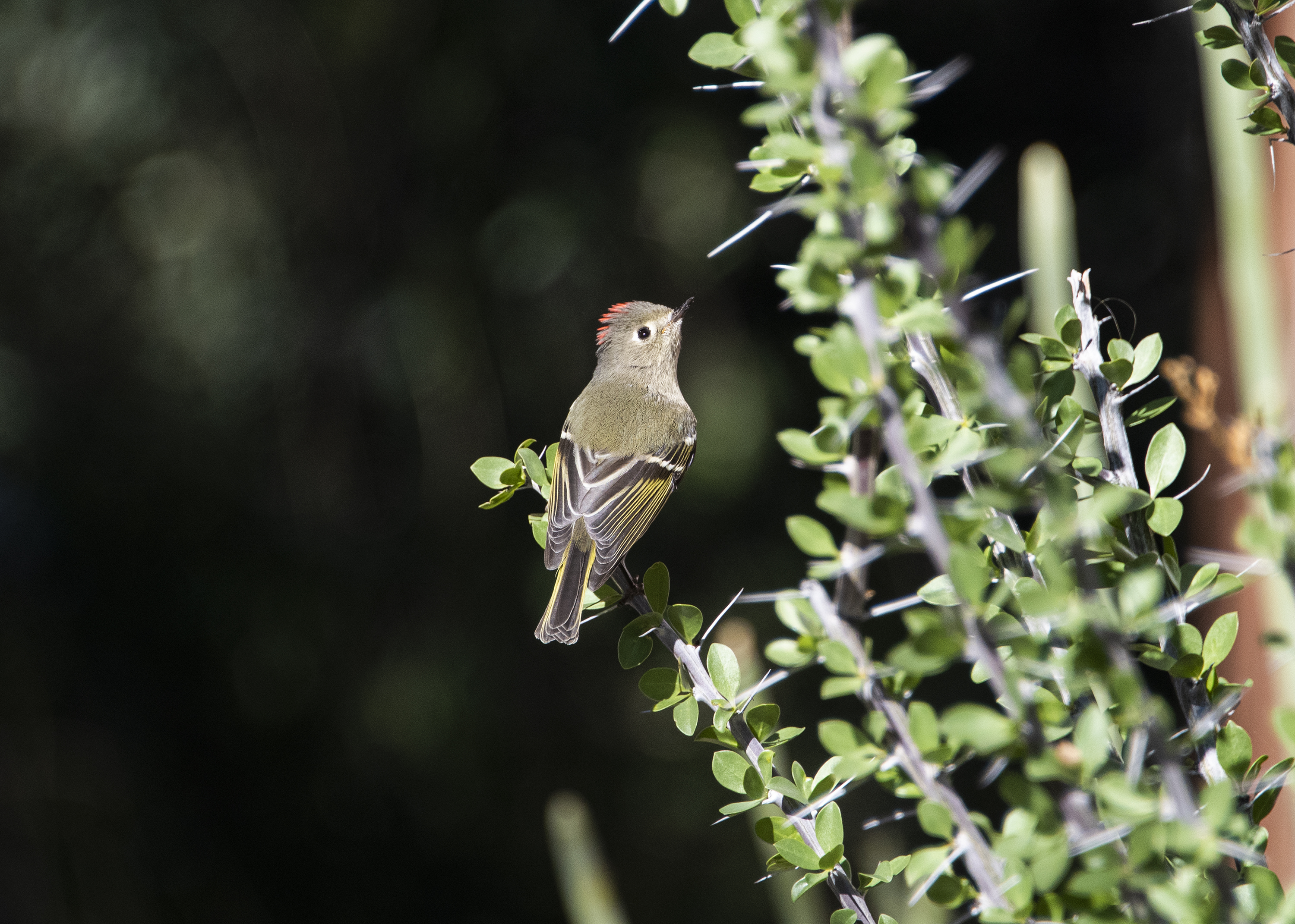 Ruby-crowned Kinglet on a branch