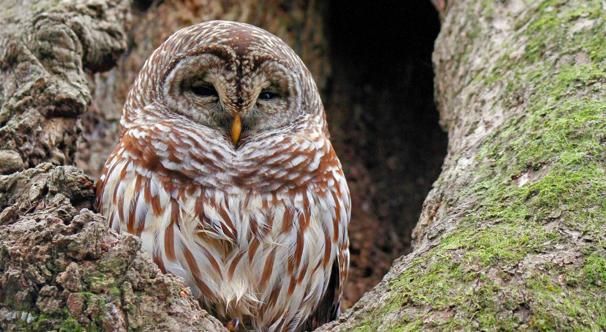 Barred Owl sits in a tree hollow, its eyes are partially closed and its brown and white feathers are fluffed.