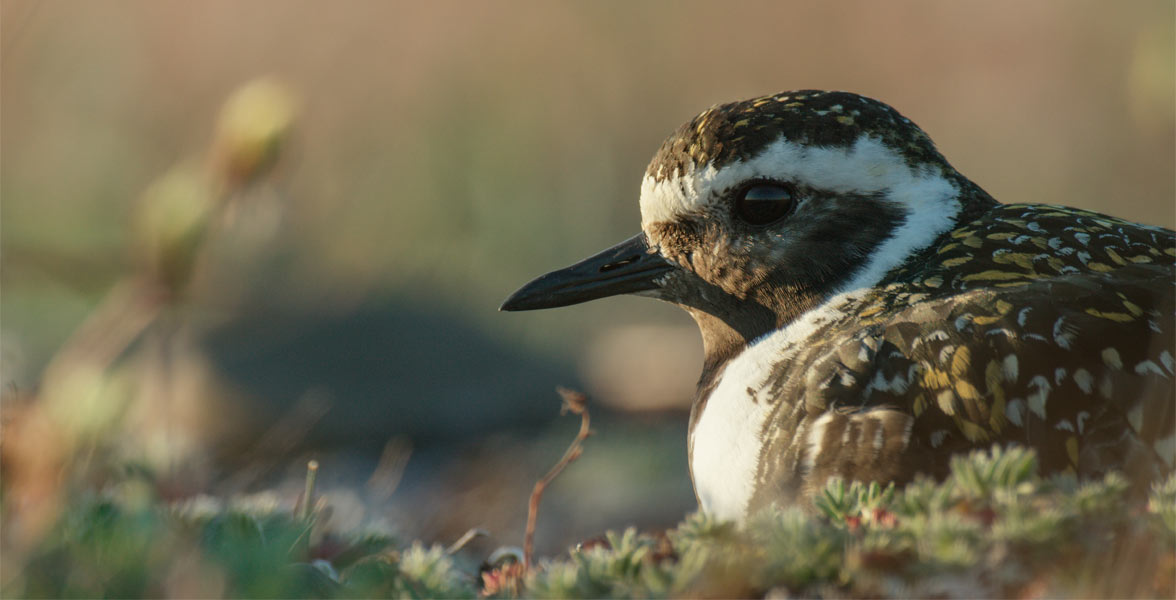 American Golden-Plover. Photo: Florian Schulz