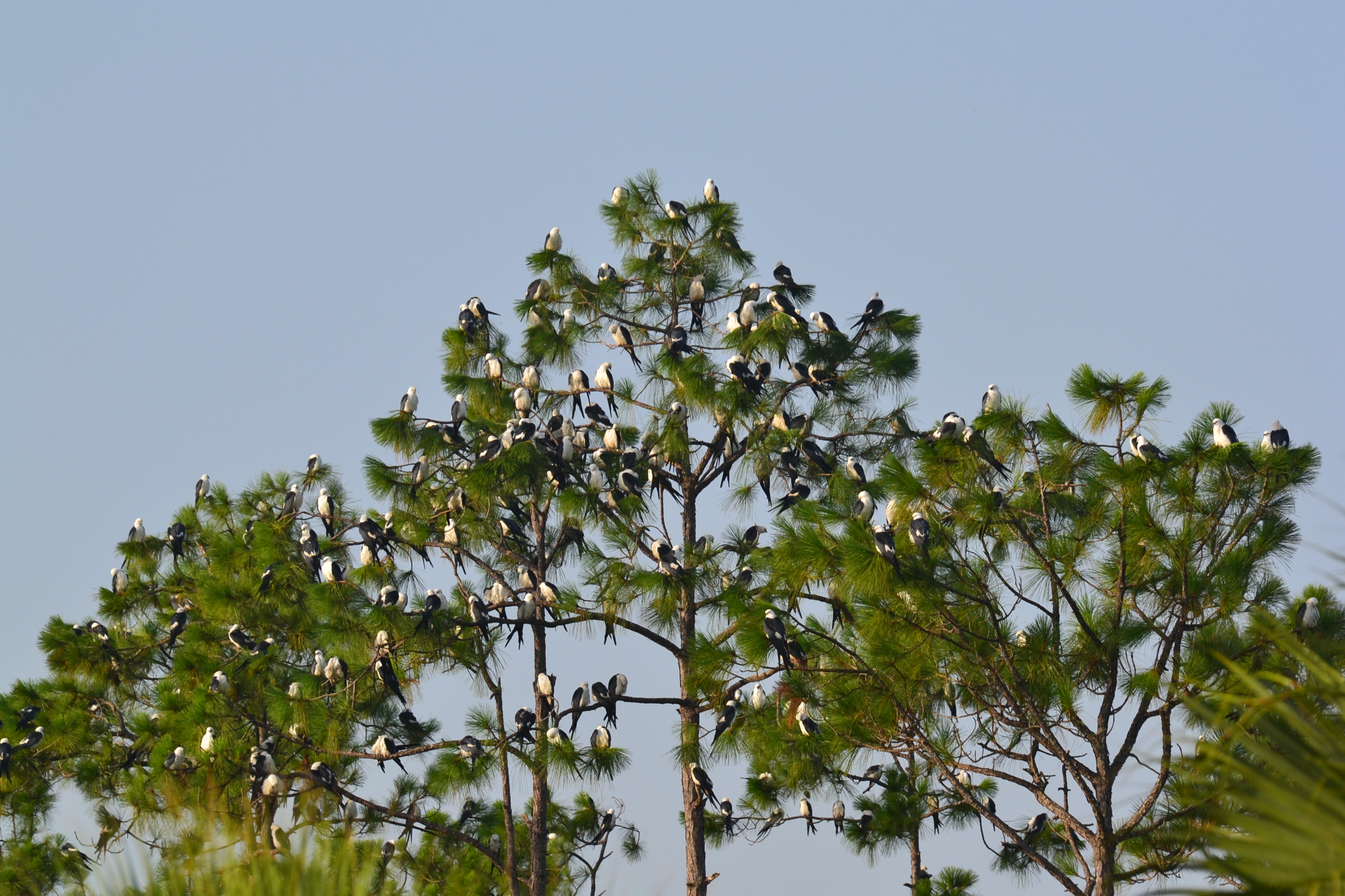 A large group of birds perched in treetops