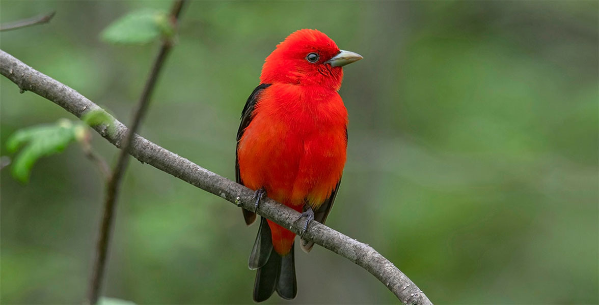 Scarlet Tanager.