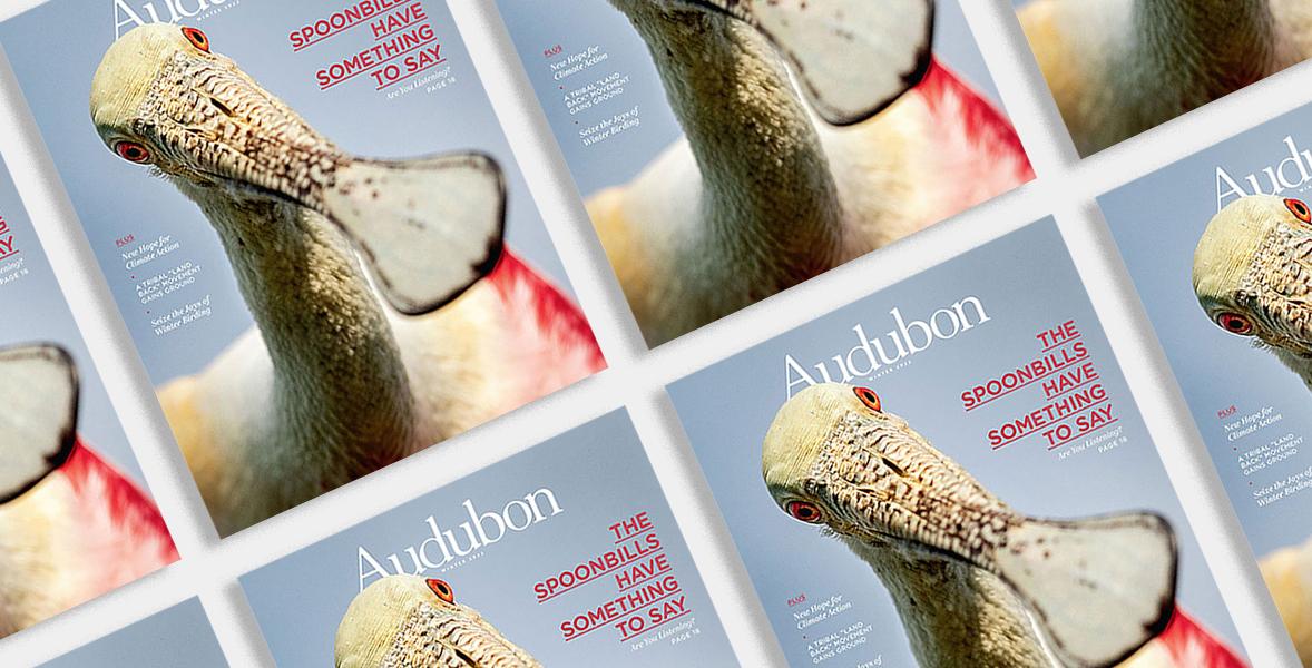 Roseate Spoonbill, Winter 2022 Audubon Magazine.